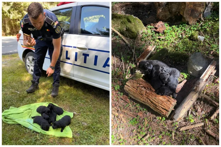 Șase puiuți de câine aruncați în prăpastie la Beliș într-un sac înnodat au supraviețuit datorită implicării polițiștilor și clujenilor inimoși FOTO