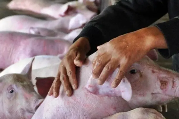 Clujul de cinci stele, „sufocat” de mirosul insuportabil al unei crescătorii de porci: „Trimiteți pe cineva să constate problema”