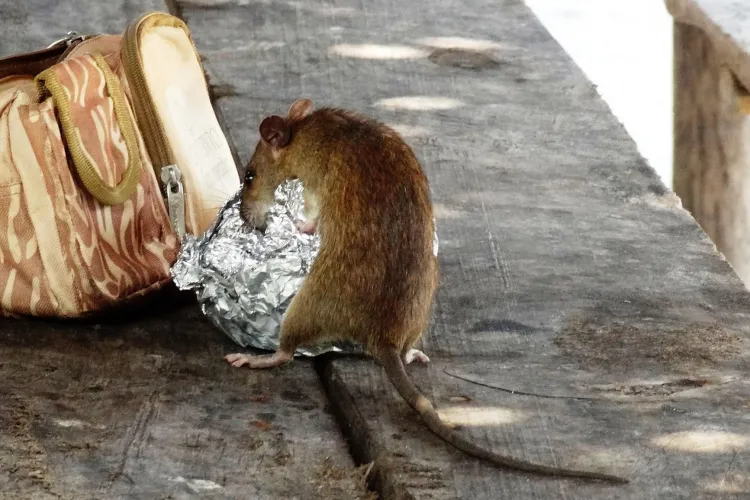 Șobolani morți pe stradă în Mărăști. Părinții cer măsuri urgente și se tem pentru sănătate: „E a doua zi când trecem cu copiii pe lângă ei”