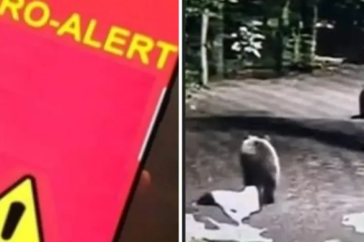 Un urs a declanșat panică în Cluj! A fost trimis RO-Alert, iar un echipaj SMURD intervine de urgență 
