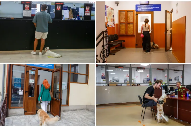 Primii vizitatori cu lăbuțe au călcat pragul Primăriei Cluj-Napoca! Ce trebuie să știe toți clujenii care vor să facă același lucru FOTO