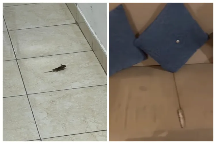 VIDEO. Experiență de coșmar a unor clujeni în Egipt: „Prima și ultima vacanță acolo. Șoarece, mizerie, mirosuri insuportabile”