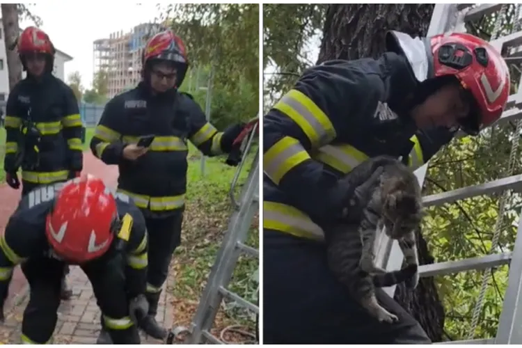 VIDEO emoționant! Pompierii clujeni au salvat o pisicuță aflată într-un copac în Baza Sportivă Gheorgheni
