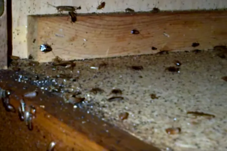 Invazie de gândaci pe o stradă din Cluj-Napoca! Locatarii cer ajutorul autorităților pentru a scăpa de „invadatori”: „Este o situație gravă”