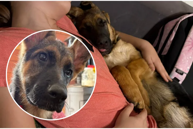 Blaky e de negăsit de mai bine de o săptămână. Familia se teme că cineva a luat-o: „Apelez la bunătatea și umanitatea voastră!”