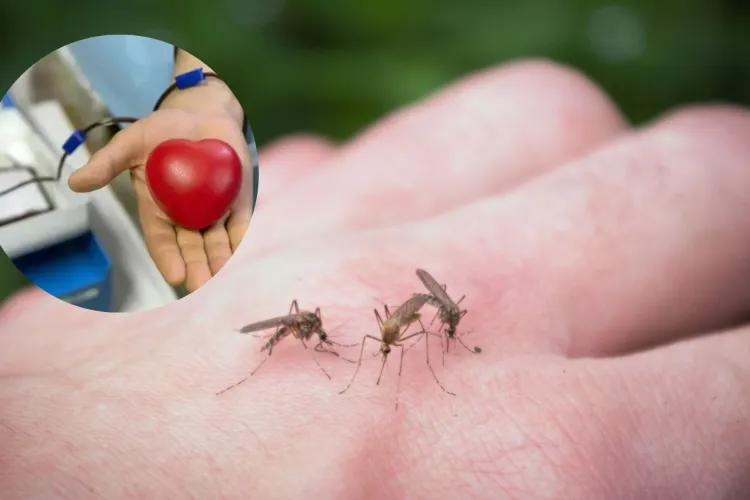 Alertă sanitară în România: Peste 30 de cazuri de virus West Nile confirmate, inclusiv în Cluj. Donarea de sânge se complică acum