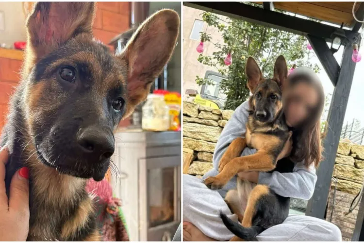 Blaky lipsește de acasă de cinci zile! Familia sa e disperată și oferă 100 de euro recompensă pentru cine o găsește: „Are doar 3 luni!”