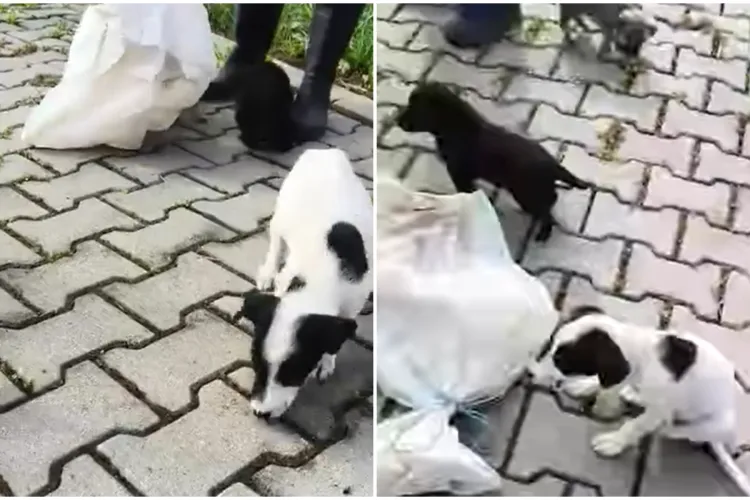 VIDEO. Imagini revoltătoare. Cinci pui de câine au fost aruncați într-un sac peste gardul unui adăpost de animale din Cluj: „O rușine!”