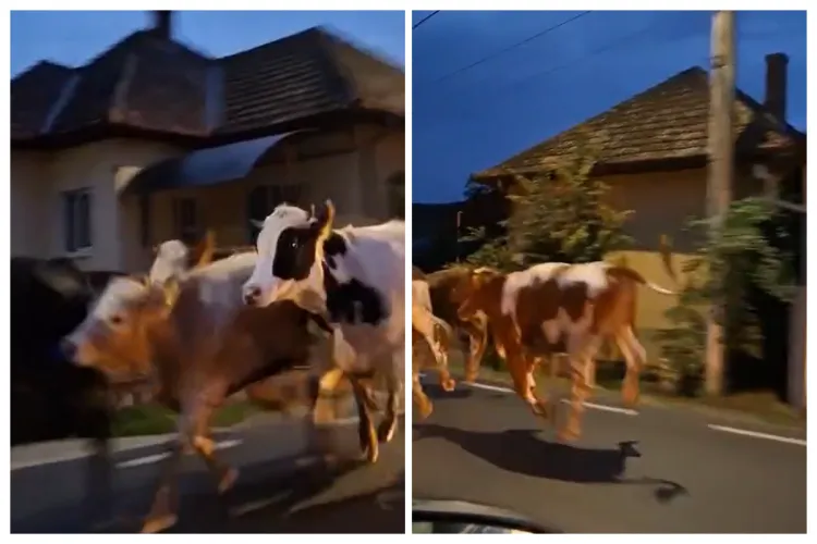 VIDEO- Alertă pentru șoferii din Cluj: Mai multe vaci au luat-o la goană pe drum. Circulați cu prudență!