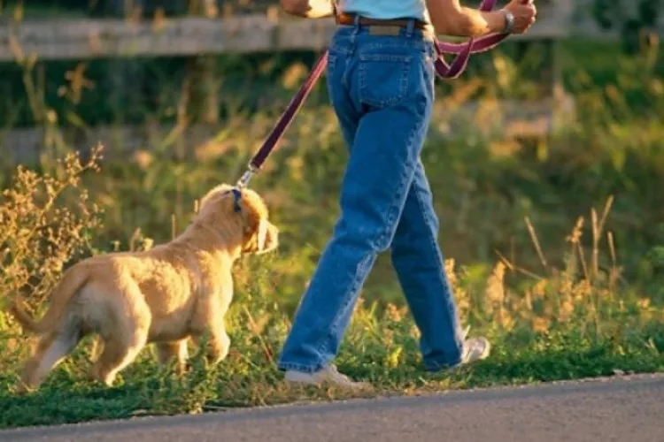 Incident violent în Grigorescu, pe malul Someșului: Stăpânul unui câine dezlegat a amenințat o femeie și i-a lovit cățelul cu piciorul 