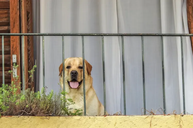 Clujenii din Bună Ziua, au ajuns la capătul răbdării! O vecină își scoate câinele pe balcon la 6 dimineața, iar lătratul continuu trezește toată scara