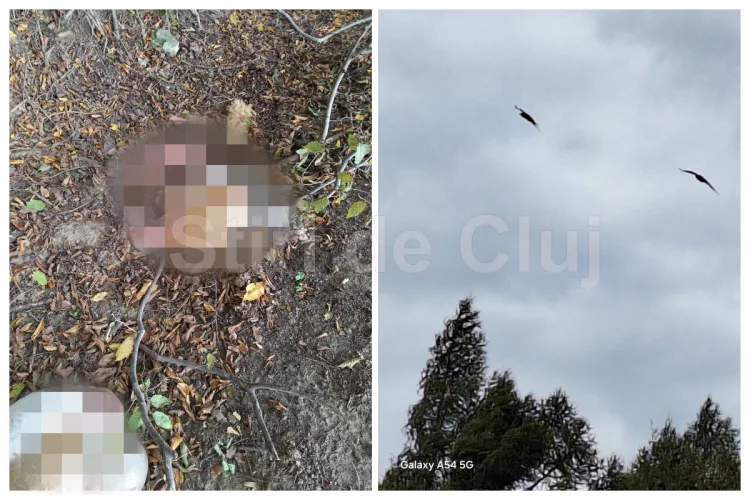 VIDEO. Scenă șocantă la Cluj: Animale sacrificate și eviscerate la marginea pădurii Făget – Atenție, imagini cu impact emoțional