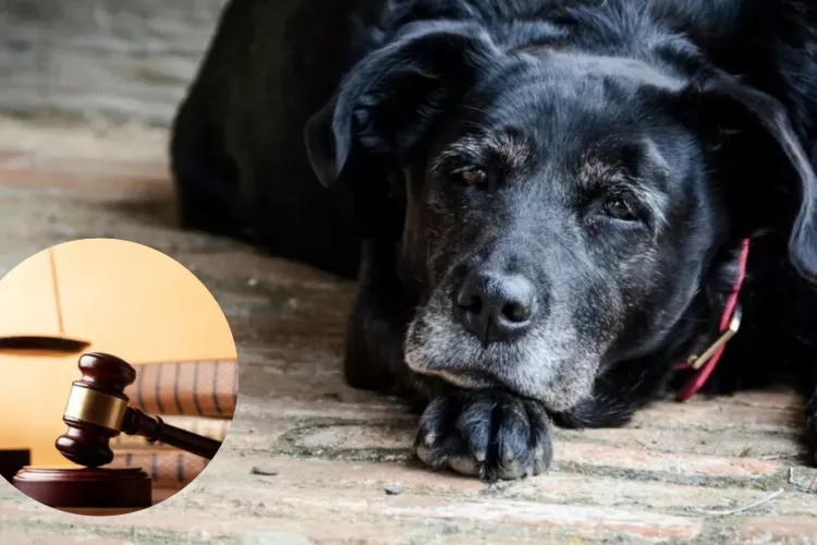 Caz neobișnuit în Cluj: Un clujean a cerut în instanță custodia câinelui pe care l-a dat spre adopție. Acesta acuză actualul proprietar de neglijență