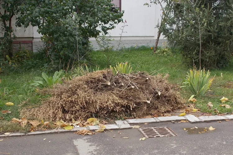 Toamna bate la ușă, iar Clujul începe curățenia! Primăria lansează o campanie gratuită de colectare a deșeurilor vegetale - Cum poți participa