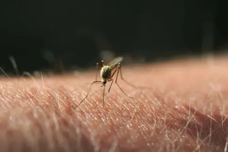 România se confruntă cu noi cazuri de infecție cu virusul West Nile: O persoană a murit, iar alte zeci au fost diagnosticate, inclusiv în Cluj!