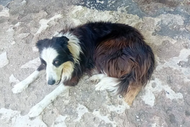 Prima reacție după ce doi bărbați din Cluj s-au luptat pentru custodia unui câine în instanță: „Prea mare este durerea sufletească”