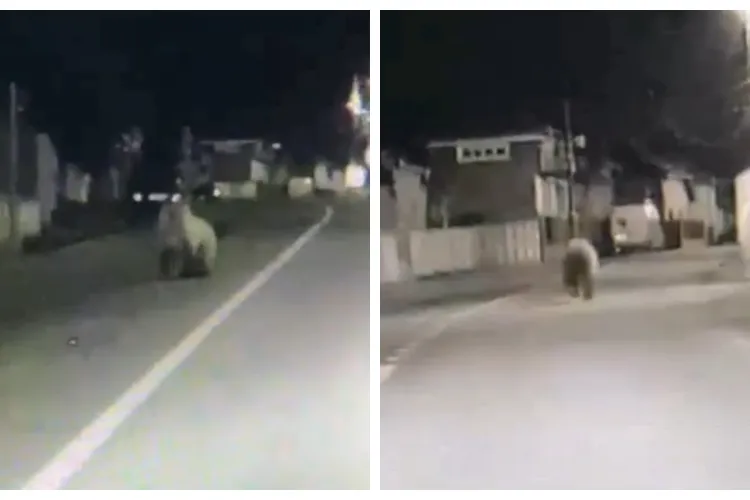 Un urs a declanșat panică printre oameni! A fost trimis RO-Alert, iar un echipaj al jandarmeriei a intervenit de urgență