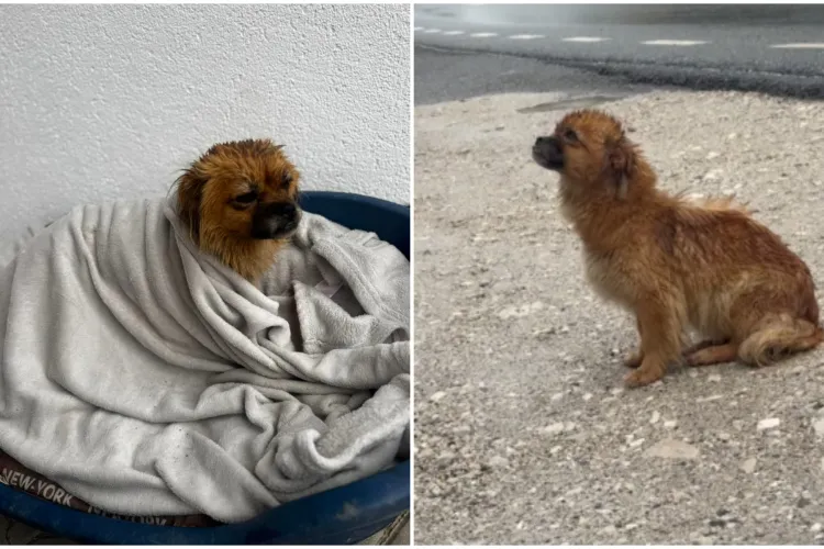 VIDEO. Românii sunt cei mai buni oameni! A ratat ieșirea de pe autostradă și a salvat un suflețel pierdut în ploaia rece: „Nimic nu e întâmplător”