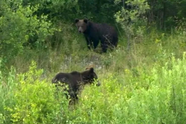 Pericol în pădurile Clujului! Urși, lupi și mistreți au fost văzuți în zonele de cules de ciuperci și fructe – atenție maximă!
