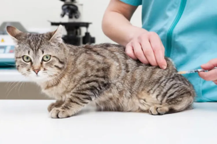 VIDEO: Anchetă la Cluj în cazul unei femei care se dădea medic veterinar și a mutilat mai multe animale de companie, din care unele au murit