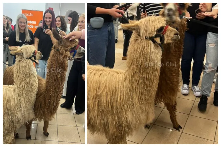 VIDEO. Două alpaca simpatice au făcut senzație la UBB Cluj: Pesto și Tofu. Au fost vedetele zilei: „Parcă sunt doi cățeluși drăgalași”