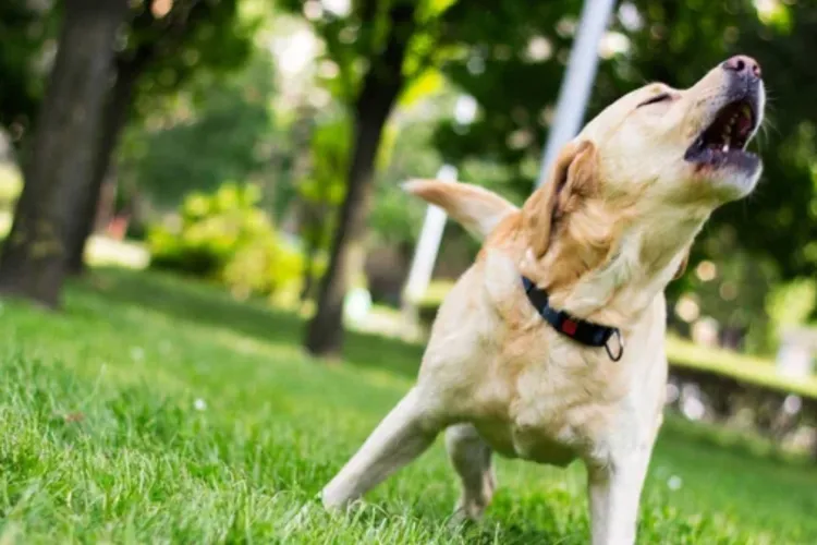 Revolta unui clujean care nu poate dormi din cauza vecinilor iresponsabili: Îi acuză de neglijență față de un cățel. „Au plecat și l-au lăsat singur!”