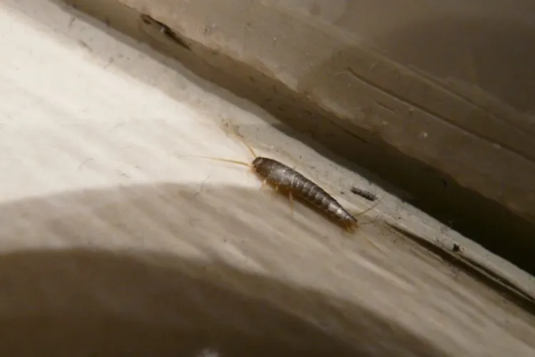 Groază în apartamentele din Cluj: Invadatori mici, dar de care scapi cu greu, dau bătăi de cap locatarilor noaptea: „Nici nu am știut că există”