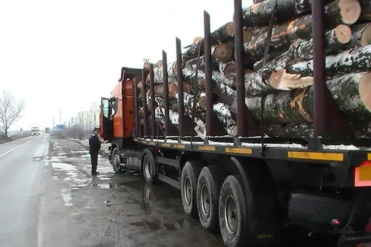 Polițiștii din Cluj, pe urmele transporturilor ilegale de lemn! Ce au descoperit în urma unui control de rutină 