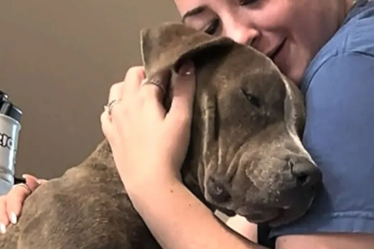 UBB Cluj dă voce celor fără glas! „Vocea necuvântătoarelor”, un spectacol caritabil pentru animăluțele neajutorate. Vezi aici detaliile evenimentului