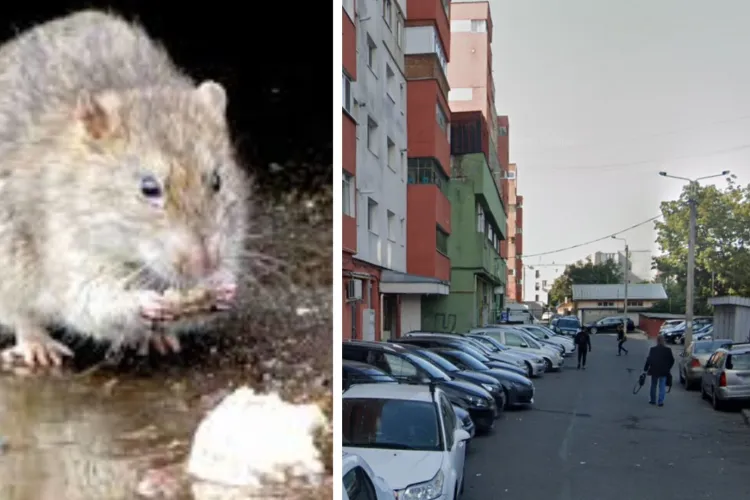Clujenii din Mărăști se plâng de o invazie a șobolanilor! Aceștia spun că au observat mai multe rozătoare în gangul de lângă bloc