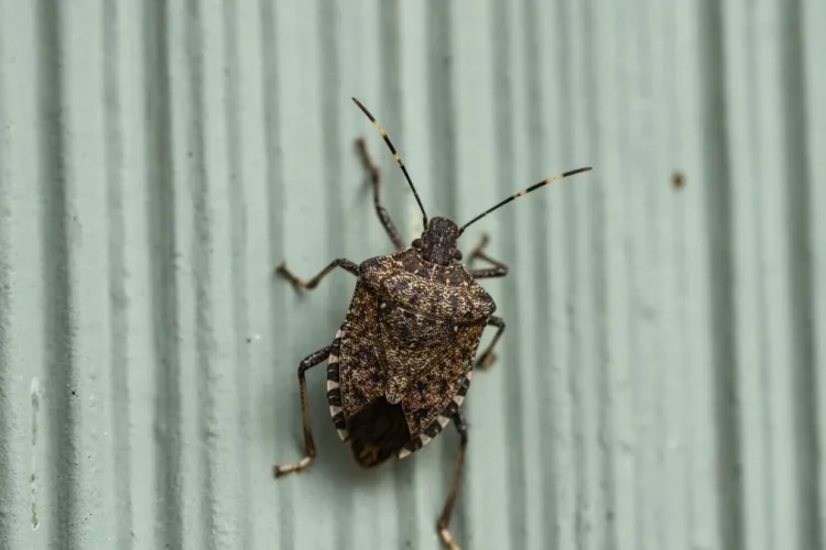 Clujul, sub atacul ploșnițelor! Clujenii se plâng că insectele intră în apartamente: Ce pot face aceștia pentru a-și apăra locuințele