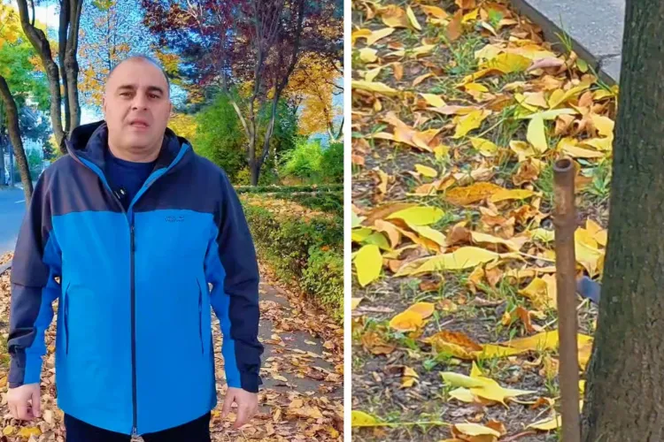 VIDEO. Gest revoltător la Cluj! Doi copaci distruși intenționat pe strada Lunii. Dan Tarcea: „Unii aleg să distrugă, noi alegem să construim!”