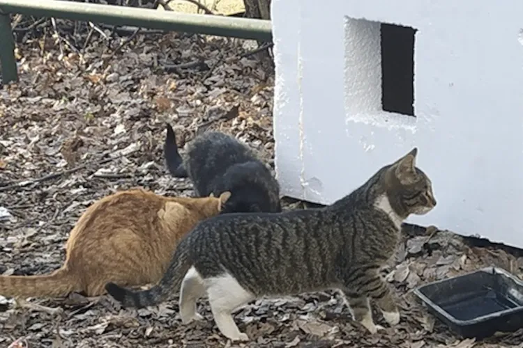 De patru luni, clujenii din Mănăștur trăiesc un coșmar! Aceștia acuză pe o femeie că hrănește pisicile cu carne crudă: „Miroase oribil și e mizerie!”