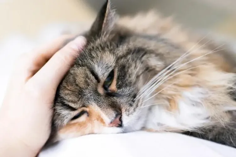 Caz revoltător! Un bărbat de 41 de ani a fost reținut după ce a torturat pisica șefului. Protecția Animalelor a demarat o anchetă