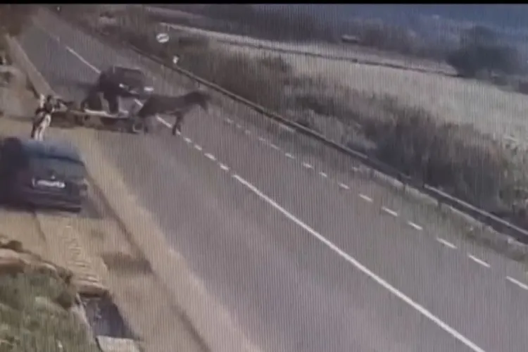 VIDEO: Momentul în care un cal este spulberat de o mașină pe un drum din Cluj. Atenție, imagini cu impact emoțional!