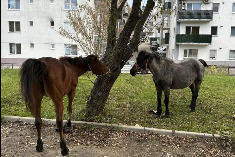 Vestul sălbatic se termină la Florești: Doi cai ridicați de pe străzile publice. Proprietarul are o amendă uriașă de plătit FOTO
