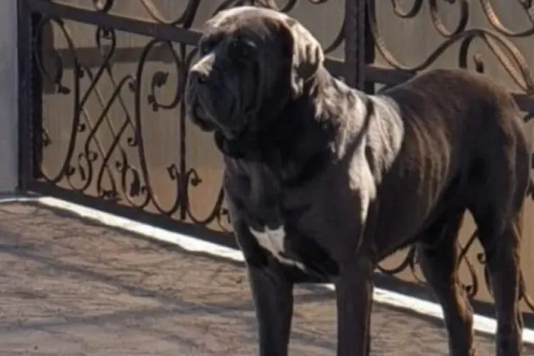 Câine agresiv, lăsat nesupravegheat pe o stradă din Cluj-Napoca. Oamenii cer măsuri urgente: „Creează o stare de pericol” 