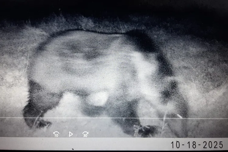 Urs surprins în Cluj! Oamenii sunt avertizați să nu se apropie și să anunțe imediat autoritățile dacă îl văd. Siguranța este pe primul loc!