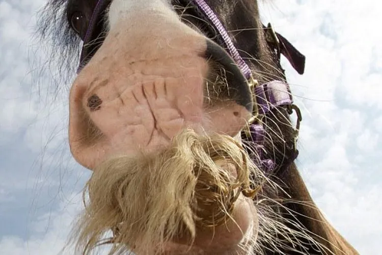 Alfie, armasarul cu mustata! FOTO