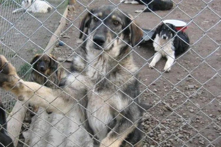 Aproximativ 500 de caini fara stapan s-au strans la rampa de gunoi de la Pata Rat