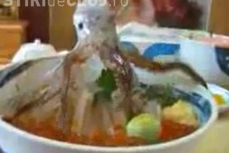 Japonezii au inventat mancarea de caracatita care invie in  farfurie cand vrei sa o mananci! VIDEO SOCANT