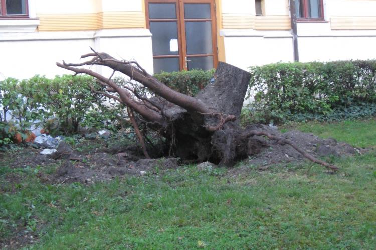 Radacinile copacilor smulsi de furtuna de acum trei saptamani, uitate in Parcul Operei - FOTO