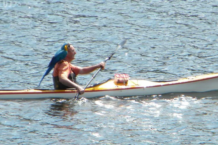 Piratul Belisului! Un barbat a fost fotografiat cu un papagal din rasa Ara pe umar in timpul unei iesiri pe apa STIREA CITITORULUI FOTO