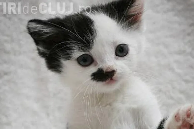 Pisoiul Adolf Kitler traieste in Marea Britanie FOTO