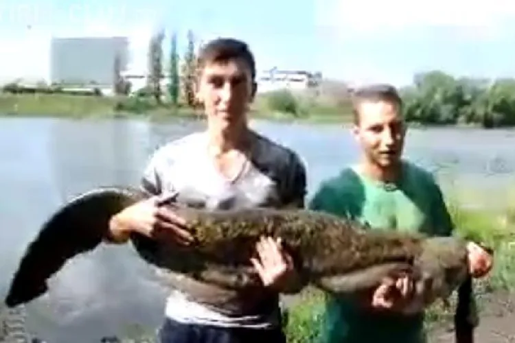Somn de 31 de kilograme, prins pe lacul din Gheorgheni VIDEO
