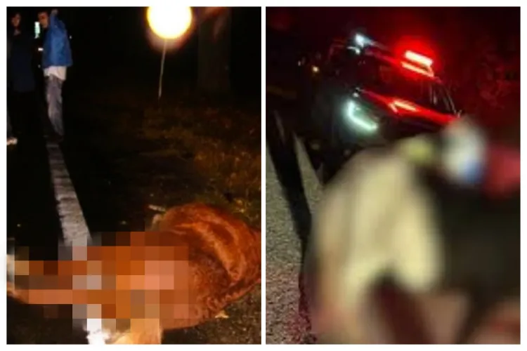 Un șofer din Cluj a trăit spaima vieții. A făcut un accident după ce un cal i-a apărut brusc în față. Din păcate, calul a murit! 