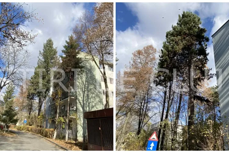„Vecini la cuțite” în Cluj! Tăierea a șase brazi declanșează un conflict în bloc: „Eliminarea lor ar însemna pierderea unei zone verzi mature” FOTO