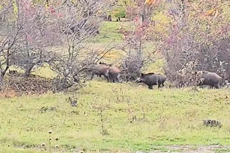 Video. Turmă de mistreți, filmată în Cluj-Napoca în livada din Becaș. Animalele sunt tot mai aproape de casele oamenilor 