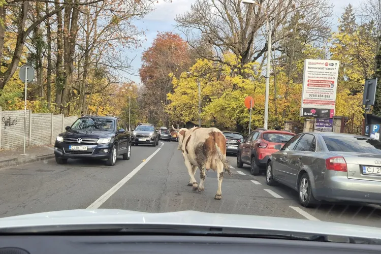 Clujenii fac haz de vaca ce rătăcește pe străzile din Cluj-Napoca la primele ore ale dimineții: „A ieșit de la club” 