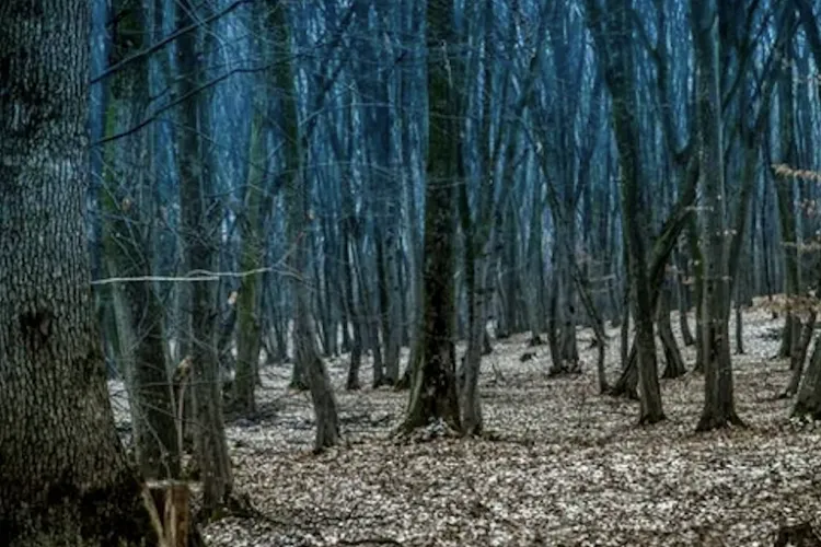 Mister lângă Cluj: Țipete bizare au tulburat liniștea nopții în apropierea pădurii Hoia-Baciu